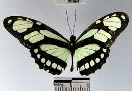 Image of dido longwing