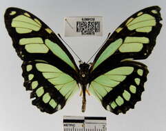 Image of dido longwing