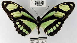 Image of dido longwing