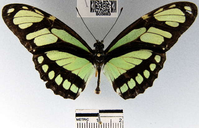 Image of dido longwing