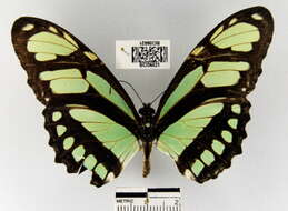 Image of dido longwing