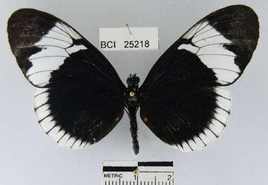 Image de <i>Heliconius <i>sapho</i></i> sapho