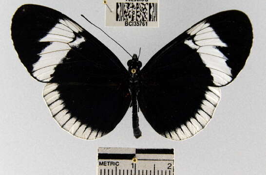 Image de <i>Heliconius <i>sapho</i></i> sapho