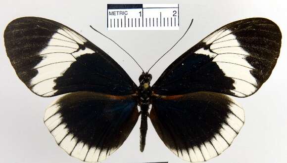 Image of <i>Heliconius <i>sapho</i></i> sapho