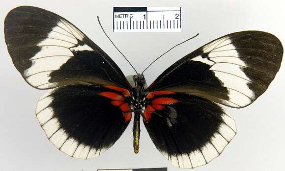 Image of <i>Heliconius <i>sapho</i></i> sapho