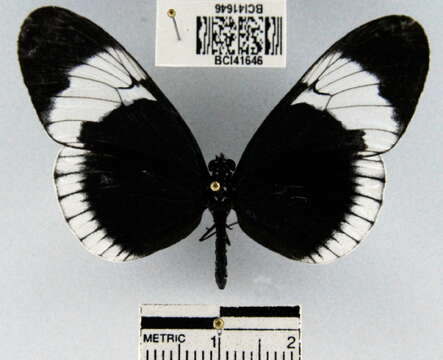 Image de <i>Heliconius <i>sapho</i></i> sapho