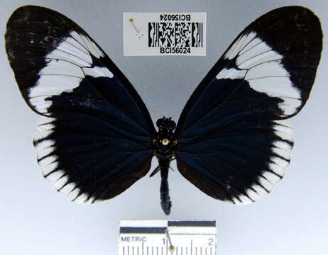 Image of <i>Heliconius <i>sapho</i></i> sapho