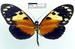 Image of <i>Heliconius hecale melicerta</i>