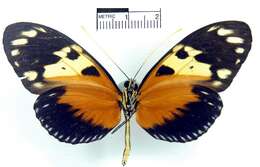 Image of <i>Heliconius hecale melicerta</i>