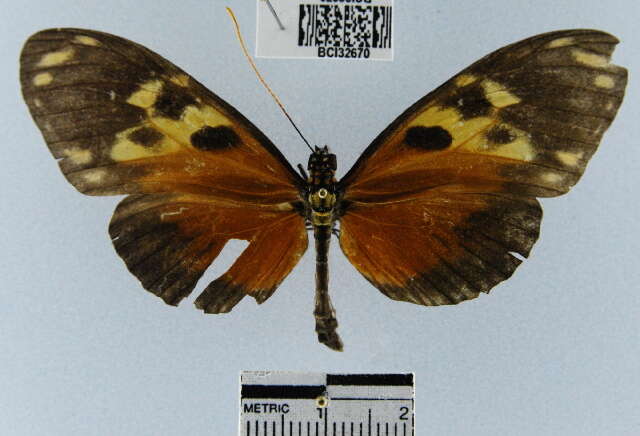 Image of <i>Heliconius hecale melicerta</i>