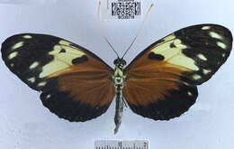 Image of <i>Heliconius hecale melicerta</i>