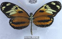 Image of Heliconius ismenius telchinia Doubleday (1847)