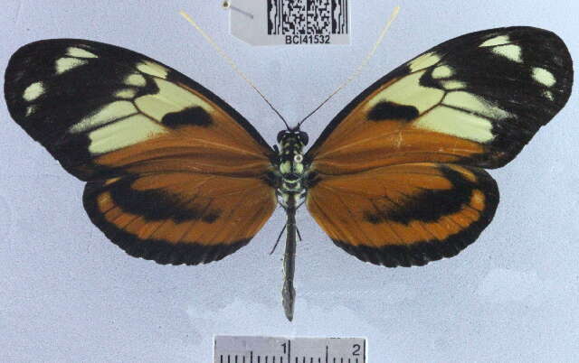 Image of Heliconius ismenius telchinia Doubleday (1847)