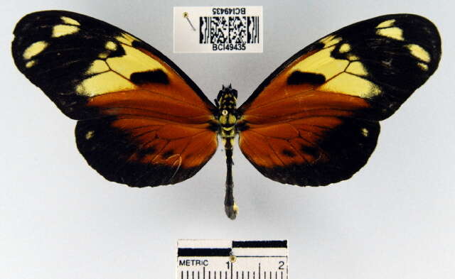 Image of Heliconius ismenius telchinia Doubleday (1847)