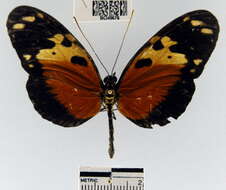 Image of <i>Heliconius hecale melicerta</i>