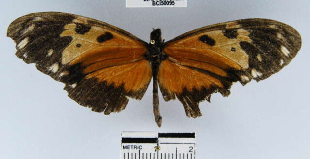 Image of <i>Heliconius hecale melicerta</i>