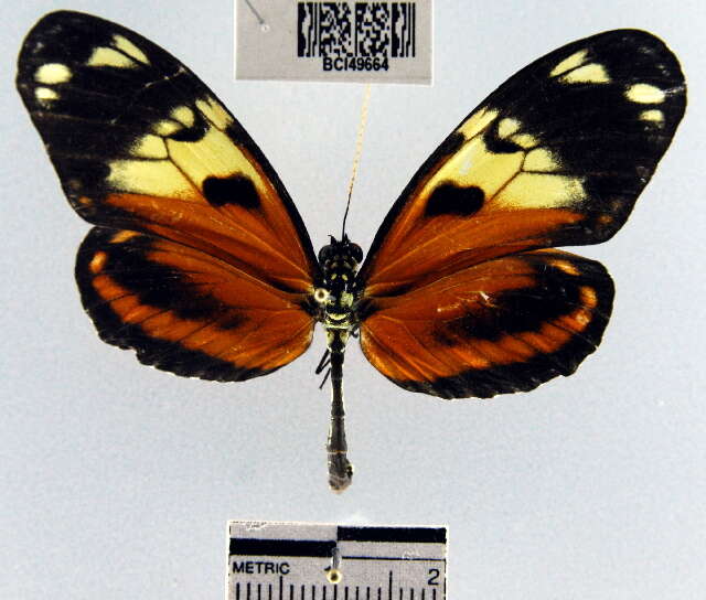 Image of Heliconius ismenius telchinia Doubleday (1847)