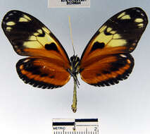 Image of Heliconius ismenius telchinia Doubleday (1847)