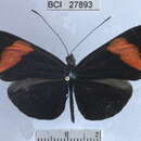 Image of <i>Heliconius erato hydara</i>