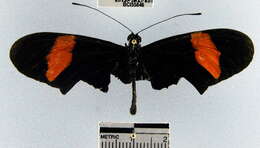 Image of <i>Heliconius erato hydara</i>