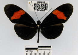 Image of <i>Heliconius erato hydara</i>