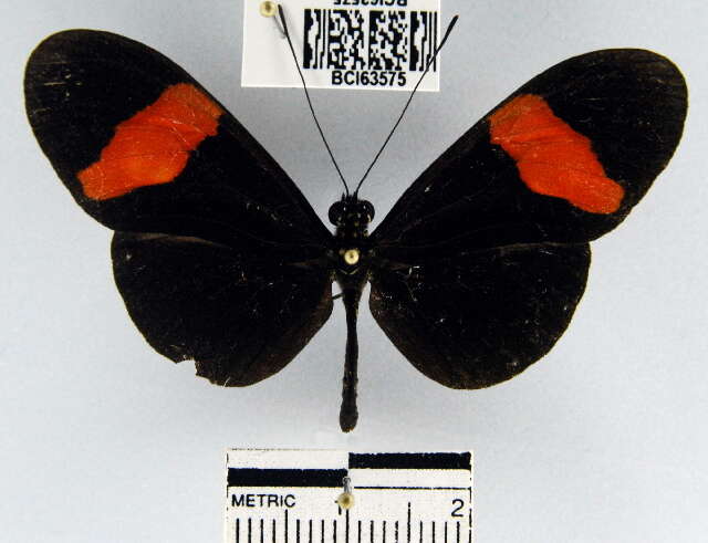 Image of <i>Heliconius erato hydara</i>