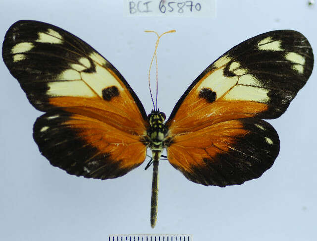 Image of Heliconius ismenius telchinia Doubleday (1847)