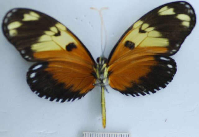 Image of Heliconius ismenius telchinia Doubleday (1847)