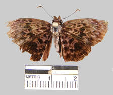 Слика од Cycloglypha thrasibulus Fabricius 1793