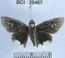 <i>Cobalus fidicula</i> resmi