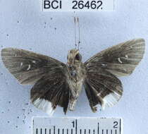 <i>Cobalus fidicula</i> resmi