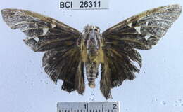 Image of Epargyreus exadeus cruza Evans 1952