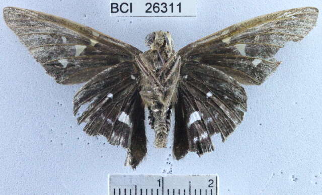 Image of Epargyreus exadeus cruza Evans 1952