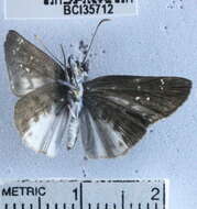 Image of <i>Sostrata bifasciata leucorrhoa</i>