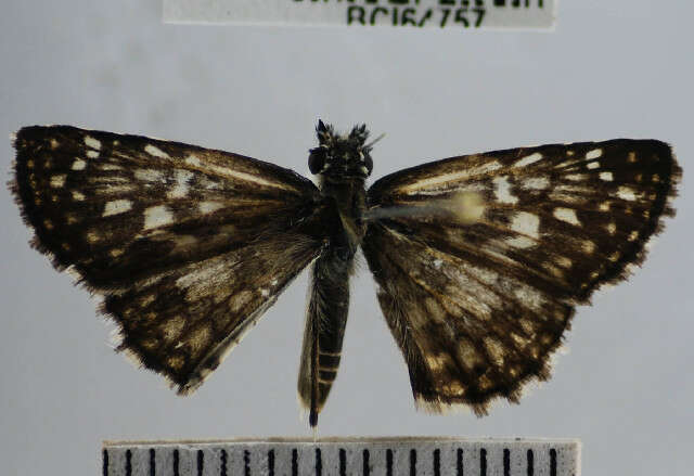 Image of <i>Pyrgus orcus</i>