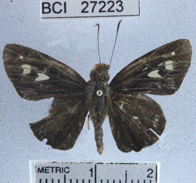 Image de Vertica verticalis coatepeca Schaus 1902