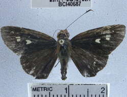 Image de Vertica verticalis coatepeca Schaus 1902