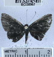 Image of <i>Detritivora hermodora</i>