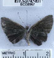 Image of <i>Detritivora hermodora</i>