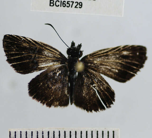 Image of <i>Sostrata bifasciata leucorrhoa</i>