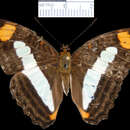 Adelpha celerio的圖片