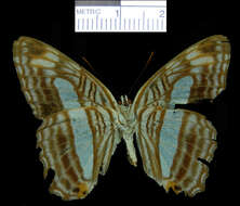 Image of <i>Adelpha iphiclus</i>