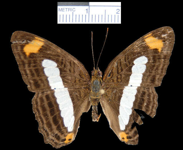 Image of <i>Adelpha iphiclus</i>