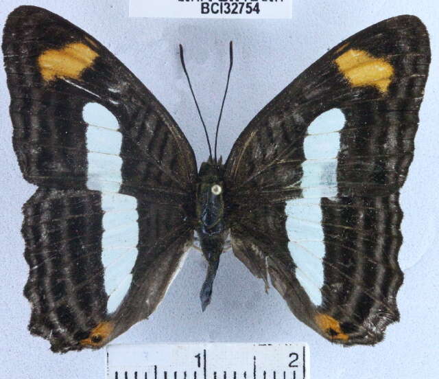 Image of <i>Adelpha iphiclus</i>