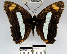 Image of <i>Adelpha iphiclus</i>