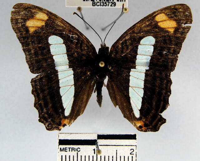 Image of <i>Adelpha iphiclus</i>