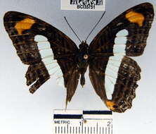 Image of <i>Adelpha iphiclus</i>