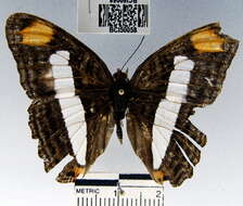 Image of Adelpha