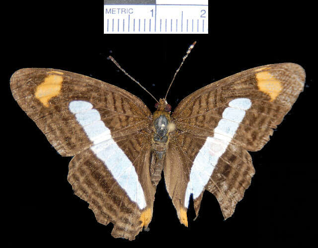 Image of <i>Adelpha iphiclus</i>