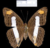 Image of Adelpha